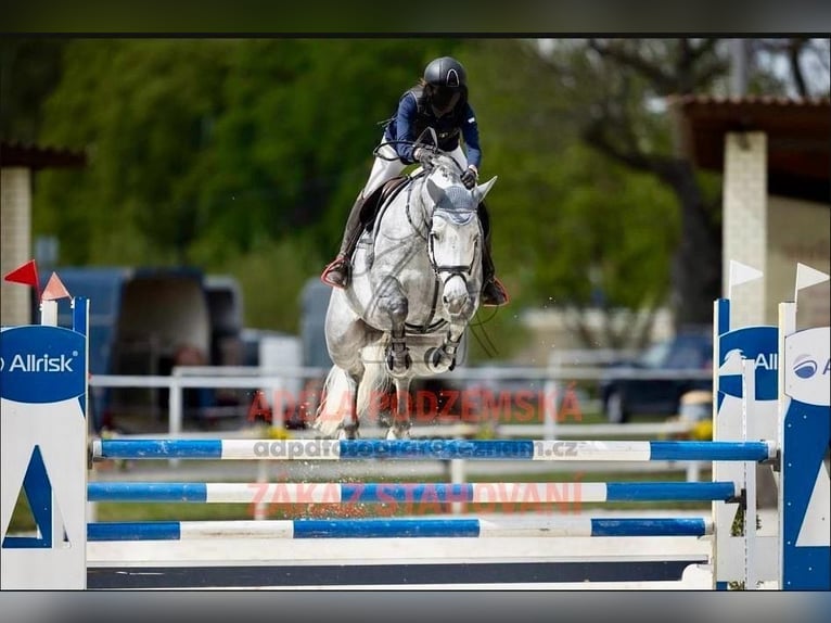 Holsteiner Jument 10 Ans 170 cm Gris pommelé in Adelebsen