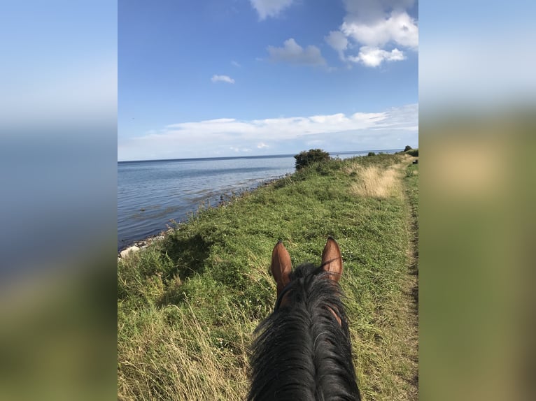 Holsteiner Jument 10 Ans 171 cm Bai in Fehmarn