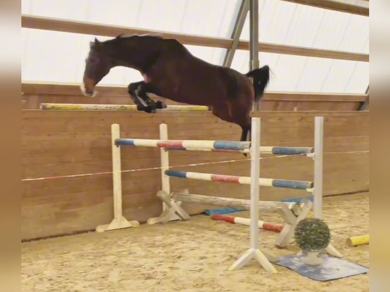 Holsteiner Jument 10 Ans 172 cm Bai brun in Greiz