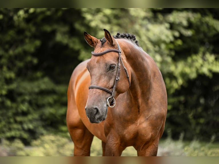 Holsteiner Jument 10 Ans 172 cm Bai in Riedstadt