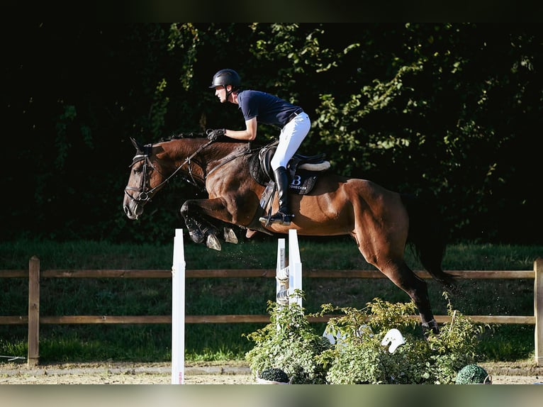 Holsteiner Jument 10 Ans 172 cm Bai in Riedstadt
