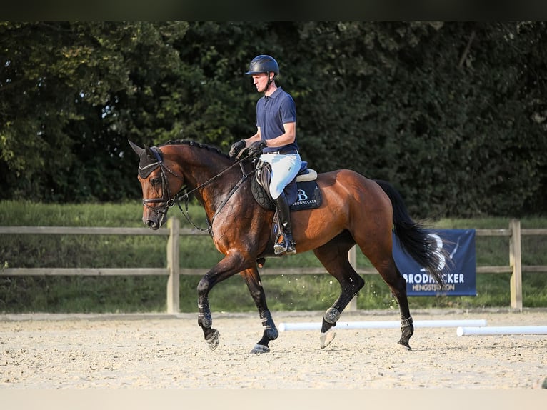 Holsteiner Jument 10 Ans 172 cm Bai in Riedstadt