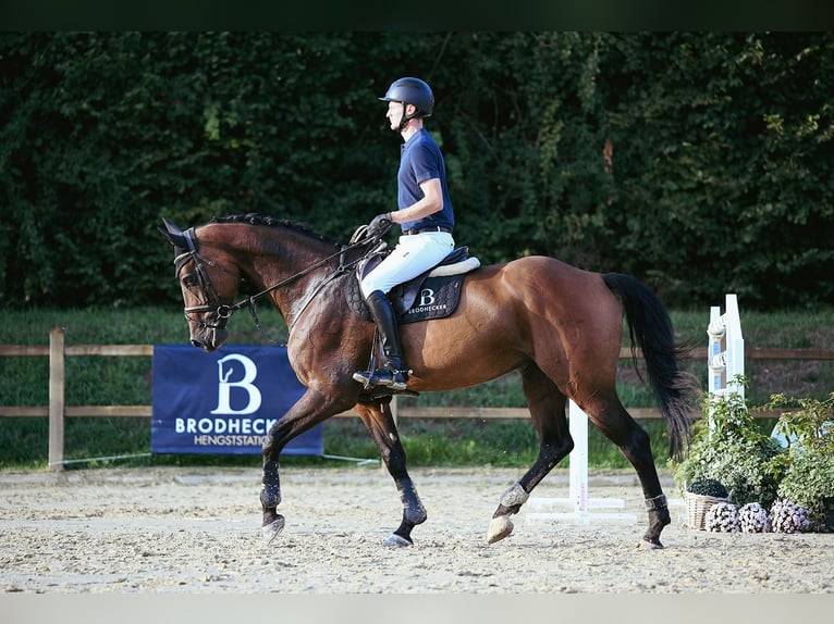 Holsteiner Jument 10 Ans 172 cm Bai in Riedstadt