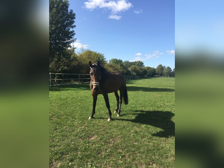 Holsteiner Jument 10 Ans 172 cm Bai in Gerswalde