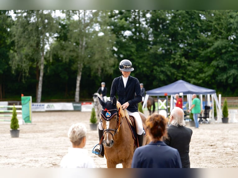 Holsteiner Jument 10 Ans 173 cm Alezan in Penig