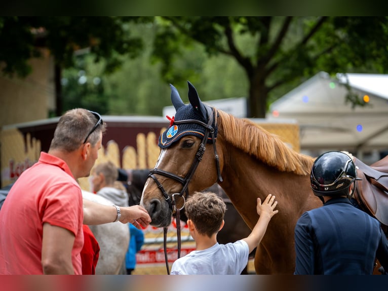 Holsteiner Jument 10 Ans 173 cm Alezan in Penig