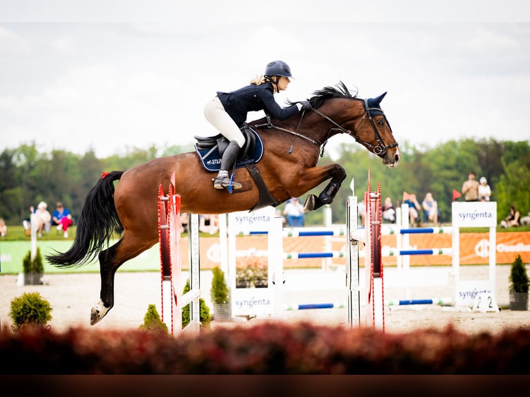 Holsteiner Jument 10 Ans 173 cm Bai in Secymin Polski