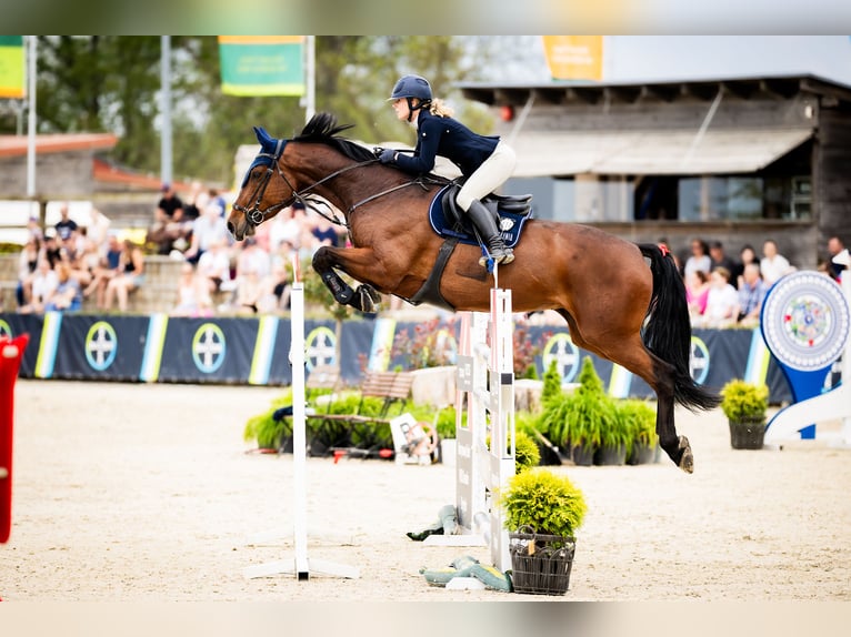 Holsteiner Jument 10 Ans 173 cm Bai in Secymin Polski