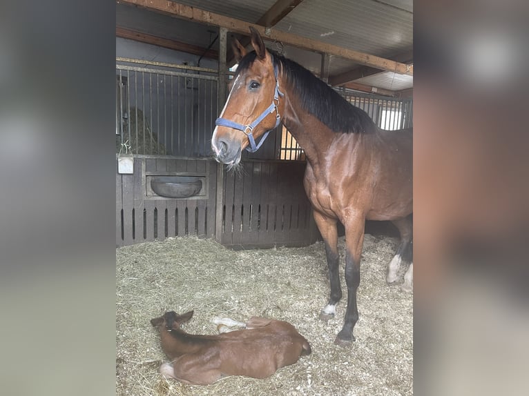 Holsteiner Jument 10 Ans 173 cm Bai in Malterdingen