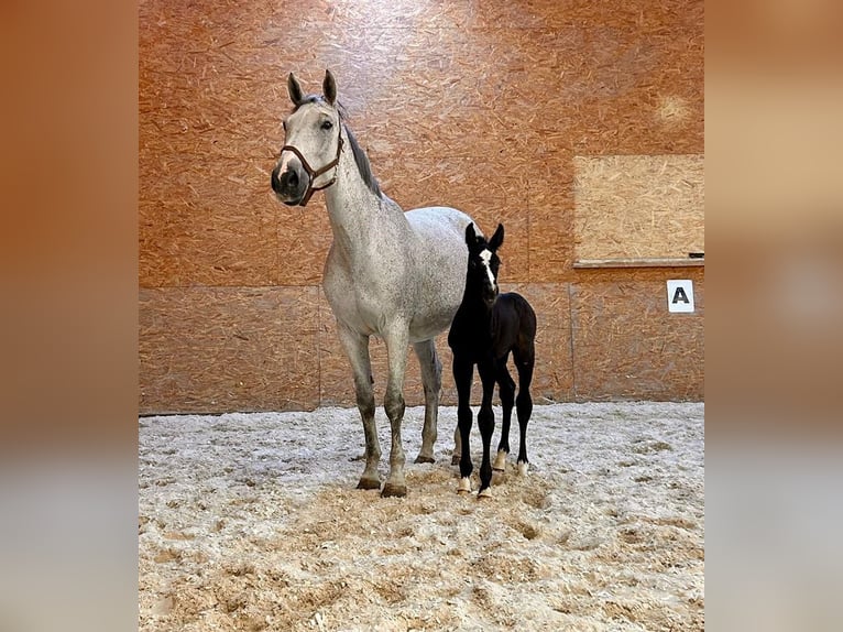 Holsteiner Jument 10 Ans 173 cm Gris moucheté in Dietfurt an der Altmühl