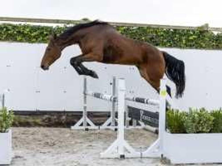 Holsteiner Jument 10 Ans 175 cm Bai in Waddinxveen