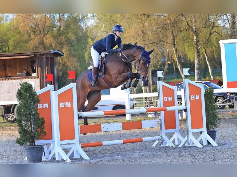 Holsteiner Jument 10 Ans Bai brun in Bern 65