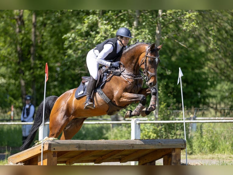 Holsteiner Jument 11 Ans 160 cm Bai in Neunkirchen