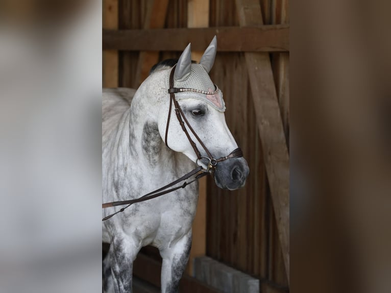 Holsteiner Jument 11 Ans 160 cm Gris in Gebhardshain