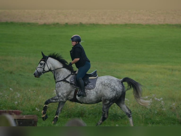 Holsteiner Jument 11 Ans 160 cm Gris in Gebhardshain