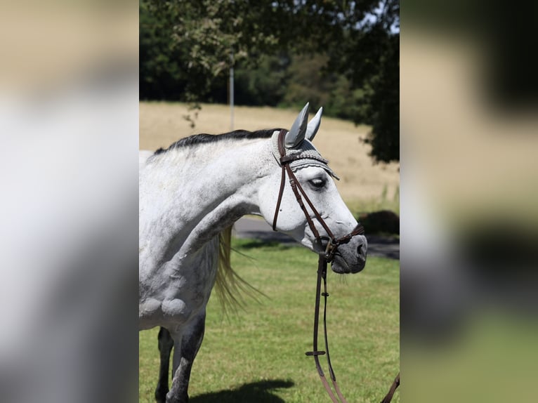 Holsteiner Jument 11 Ans 160 cm Gris in Gebhardshain