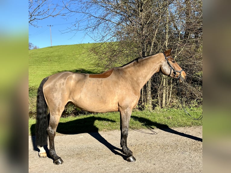 Holsteiner Jument 11 Ans 165 cm Bai in Bruckmühl