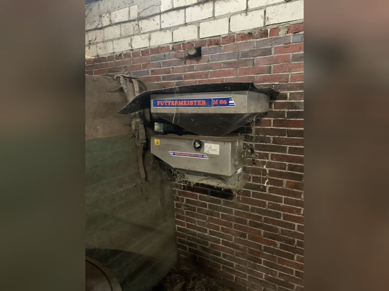 Holsteiner Jument 11 Ans 166 cm Alezan in Firrel