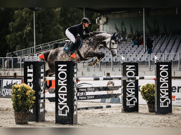 Holsteiner Jument 11 Ans 166 cm Gris in Kollmar