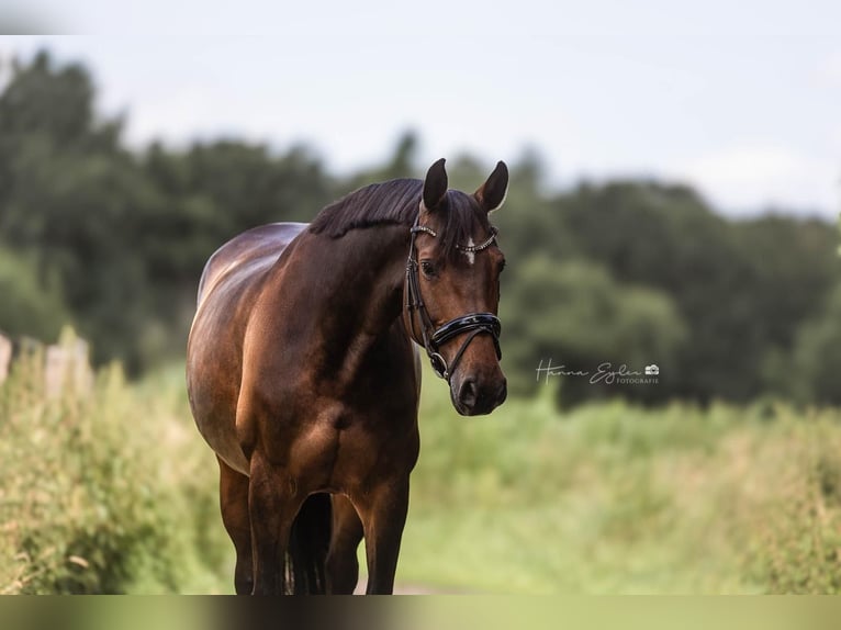 Holsteiner Jument 11 Ans 167 cm Bai in Wedel