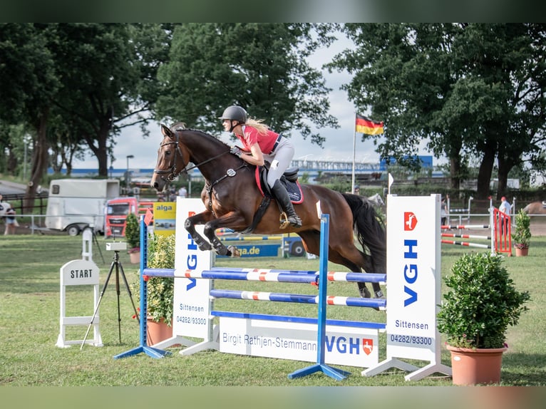 Holsteiner Jument 11 Ans 168 cm Bai in Loxstedt