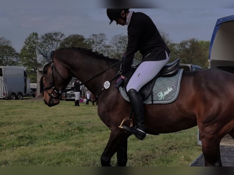 Holsteiner Jument 11 Ans 168 cm Bai in Loxstedt