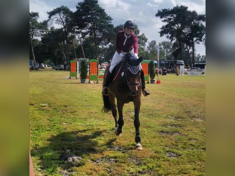 Holsteiner Jument 11 Ans 168 cm Bai in Loxstedt