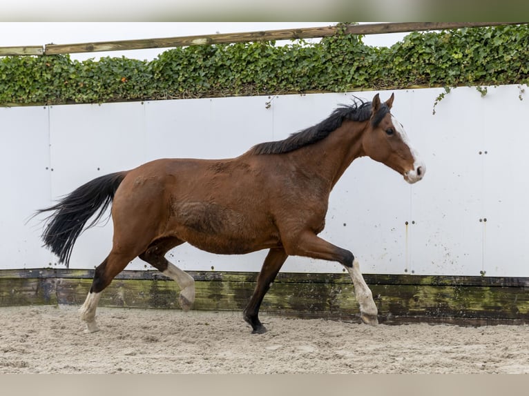 Holsteiner Jument 11 Ans 168 cm Bai in Waddinxveen