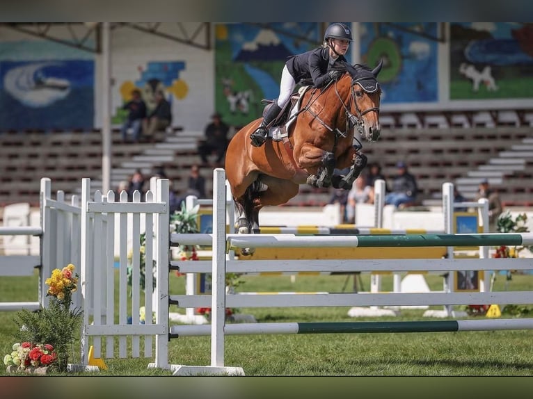 Holsteiner Jument 11 Ans 168 cm Bai in Hochdonn