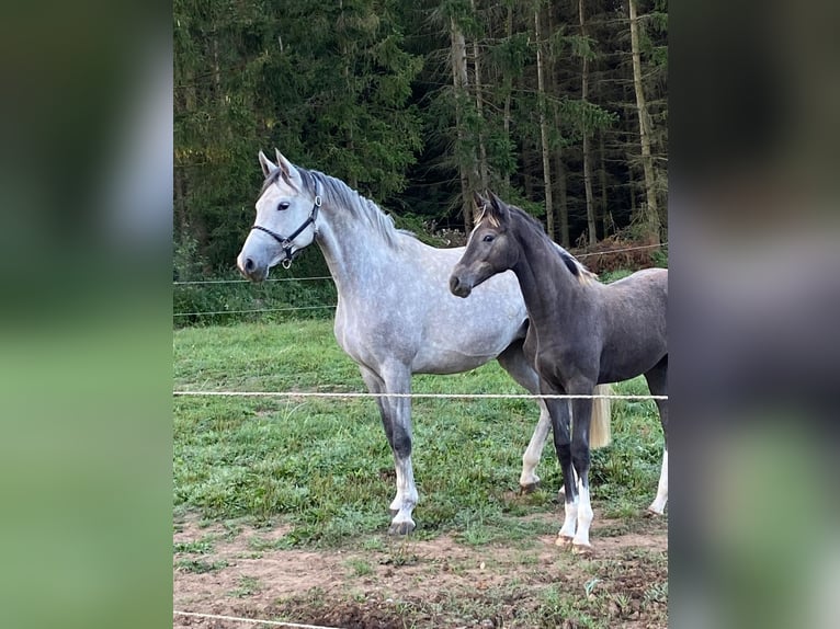 Holsteiner Jument 11 Ans 168 cm Gris in Kirchenthumbach