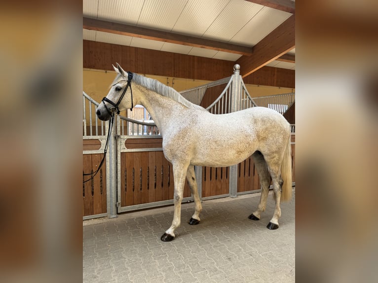 Holsteiner Jument 11 Ans 168 cm Gris in Kirchenthumbach