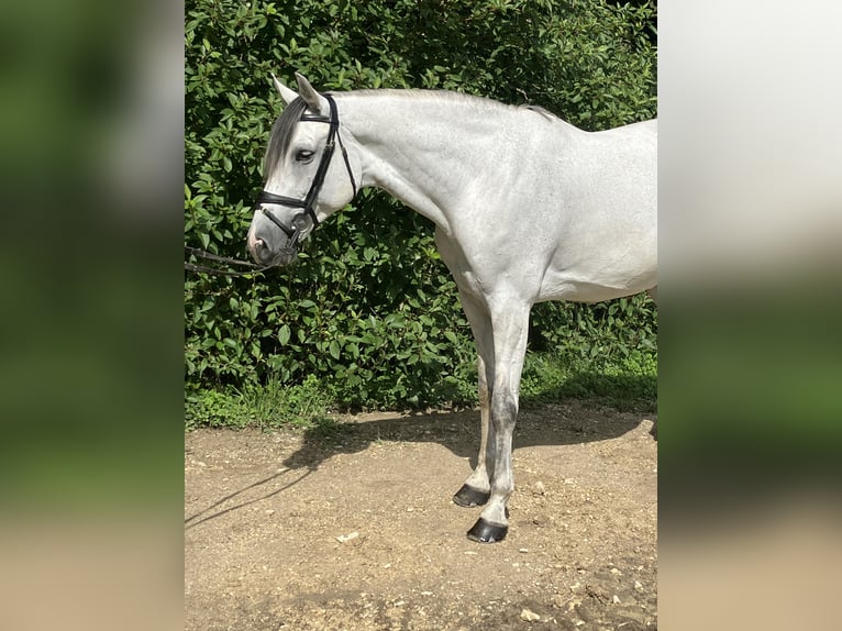 Holsteiner Jument 11 Ans 168 cm Gris in Gaimersheim