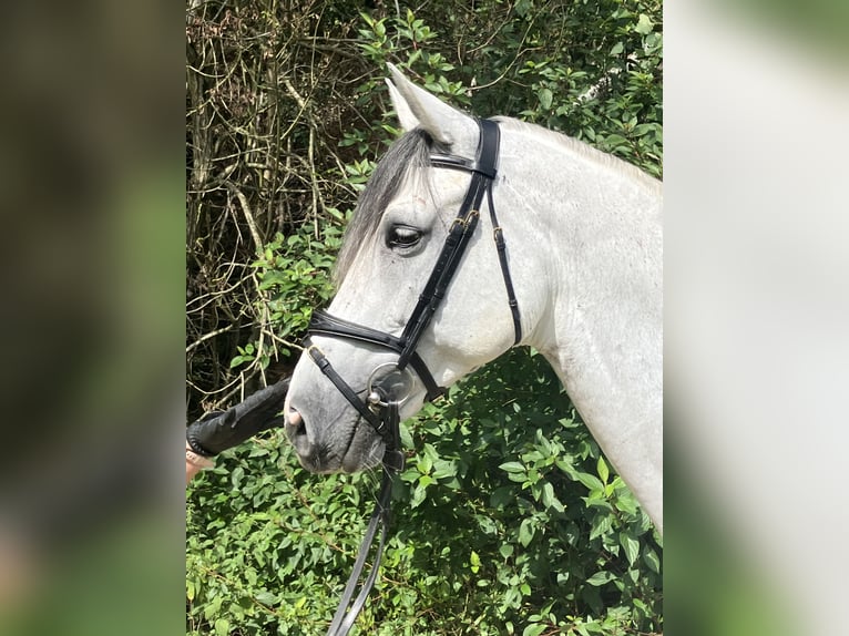 Holsteiner Jument 11 Ans 168 cm Gris in Gaimersheim
