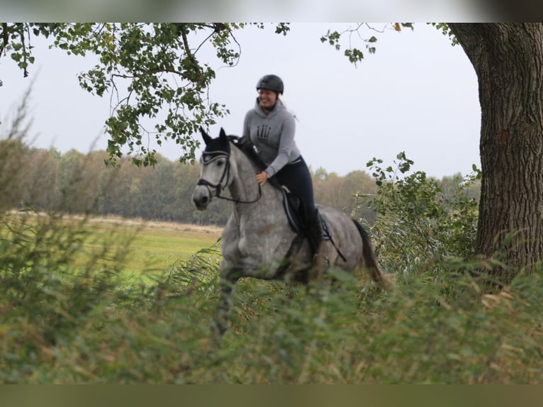 Holsteiner Jument 11 Ans 168 cm Gris in Bargteheide
