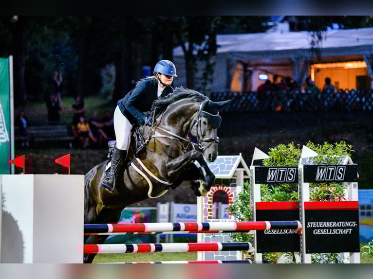 Holsteiner Jument 11 Ans 170 cm Noir in Sangerhausen