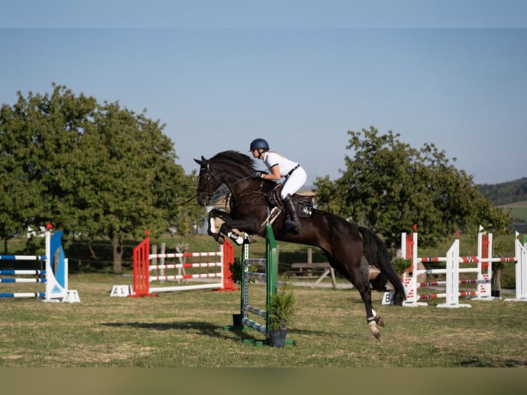 Holsteiner Jument 11 Ans 170 cm Noir in Sangerhausen