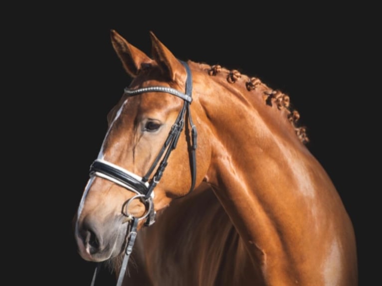 Holsteiner Jument 11 Ans 172 cm Alezan in Kammeltal
