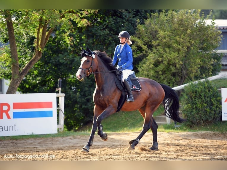 Holsteiner Jument 11 Ans 173 cm Bai brun in Offingen