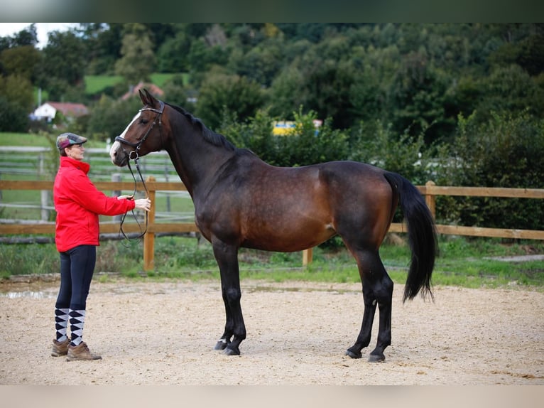 Holsteiner Jument 11 Ans 173 cm Bai brun in Offingen