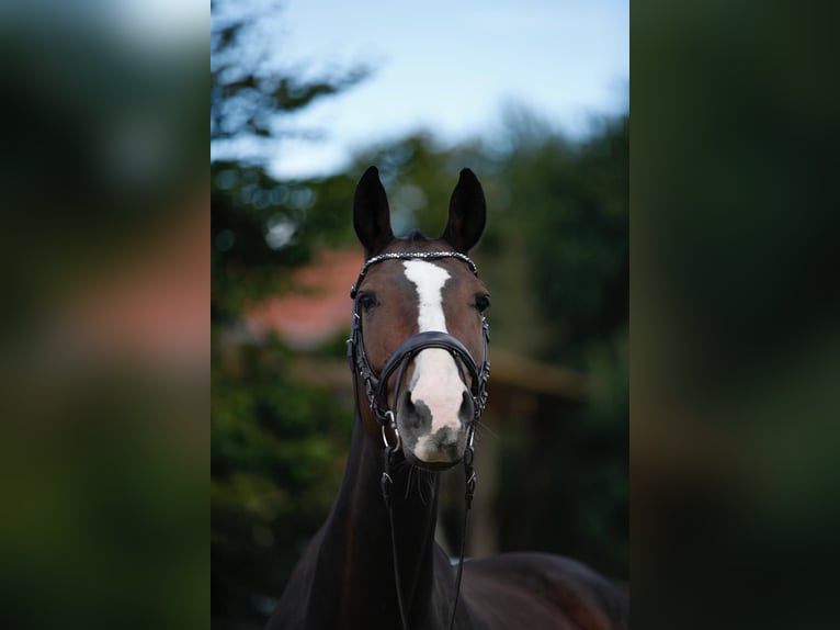 Holsteiner Jument 11 Ans 173 cm Bai brun in Offingen