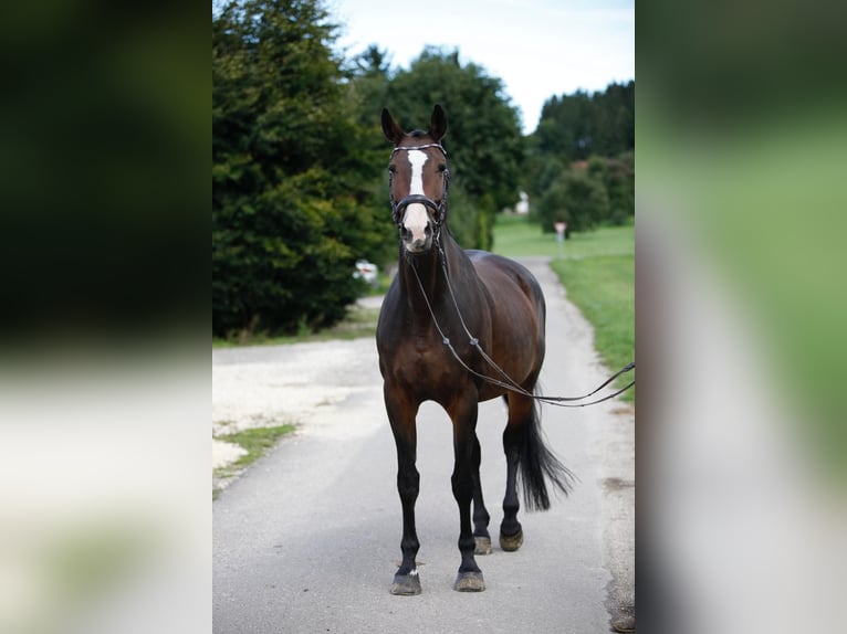 Holsteiner Jument 11 Ans 173 cm Bai brun in Offingen