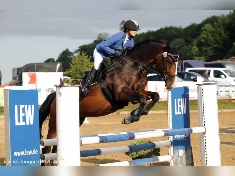 Holsteiner Jument 11 Ans 173 cm Bai brun in Offingen