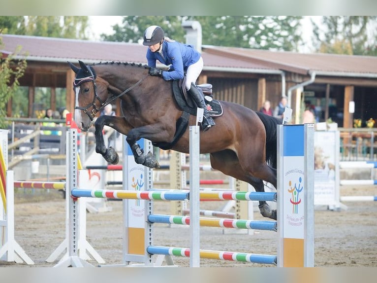 Holsteiner Jument 11 Ans 173 cm Bai brun in Offingen