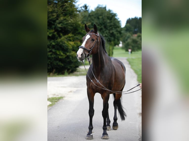 Holsteiner Jument 11 Ans 173 cm Bai brun in Offingen
