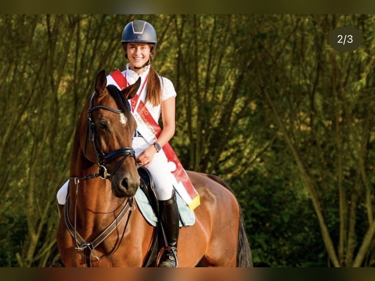 Holsteiner Jument 11 Ans 173 cm Bai in Ort im Innkreis