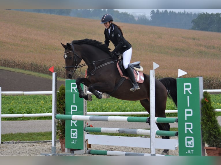 Holsteiner Jument 11 Ans 173 cm Bai in Ort im Innkreis