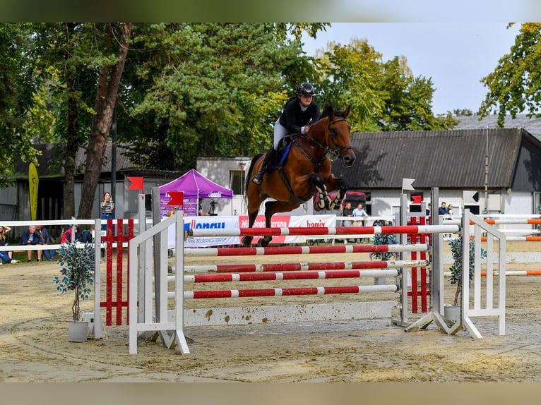 Holsteiner Jument 11 Ans 175 cm Bai in St. Gallen