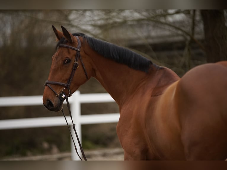 Holsteiner Jument 11 Ans 175 cm Bai in St. Gallen