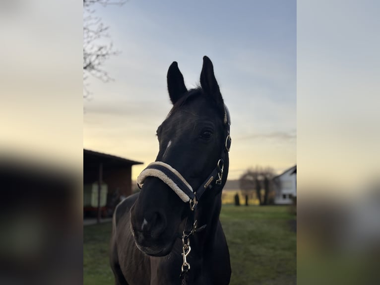 Holsteiner Jument 11 Ans 178 cm Bai brun foncé in Borken