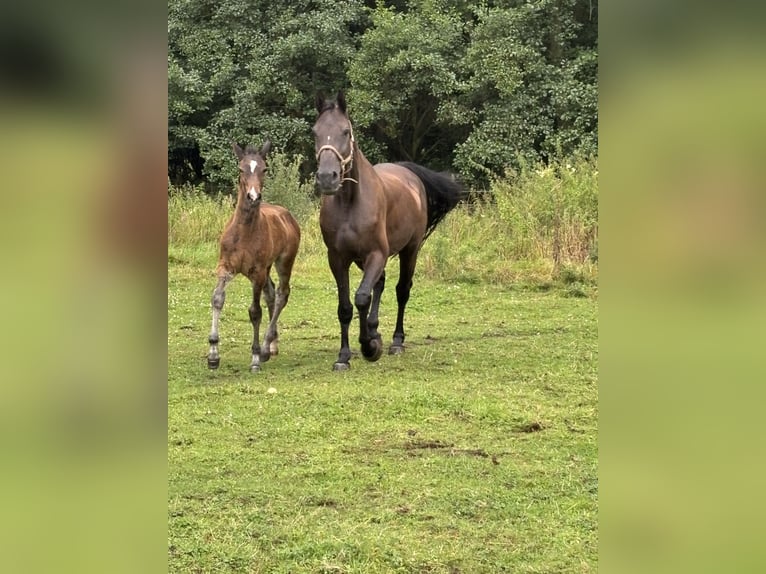 Holsteiner Jument 11 Ans 178 cm Bai brun foncé in Borken